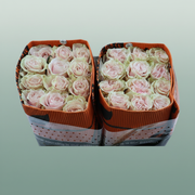 Rose Pink Mondial