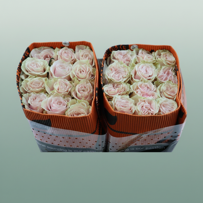 Rose Pink Mondial