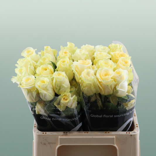 Rose Creme De La Creme