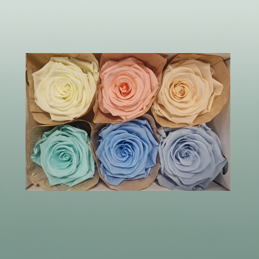 Rose Preserved Classic Mix Pastel