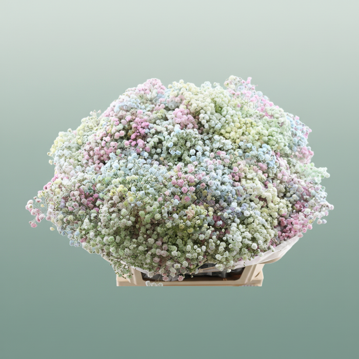 Gypsophila Dyed Disco