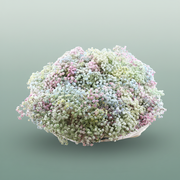 Gypsophila Dyed Disco Malibu