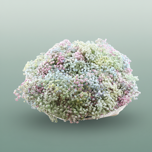 Gypsophila Dyed Disco Malibu