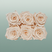 Rose Preserved Classic Champagne