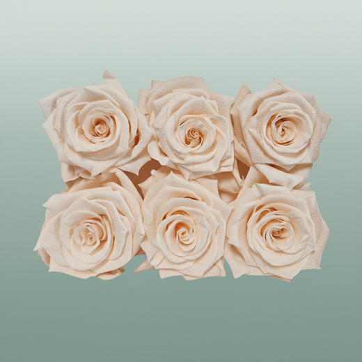 Rose Preserved Classic Champagne