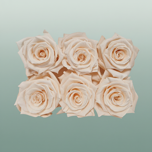 Rose Preserved Classic Champagne