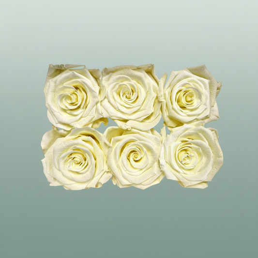 Rose Preserved Classic Creme