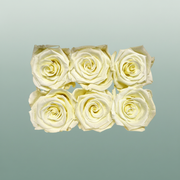 Rose Preserved Classic Creme