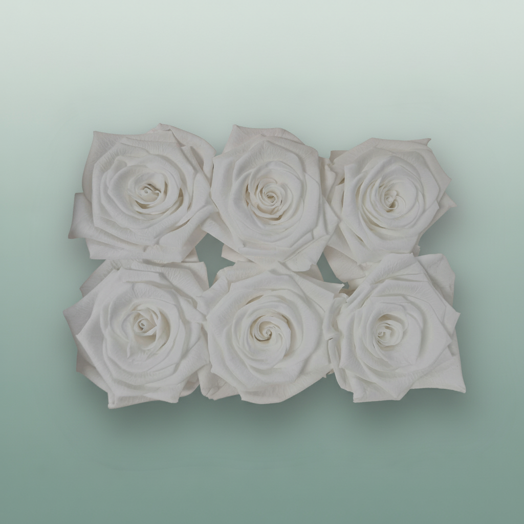 Rose Preserved Classic White