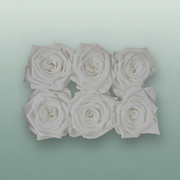 Rose Preserved Classic White