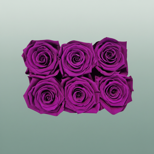 Rose Preserved Classic Lila