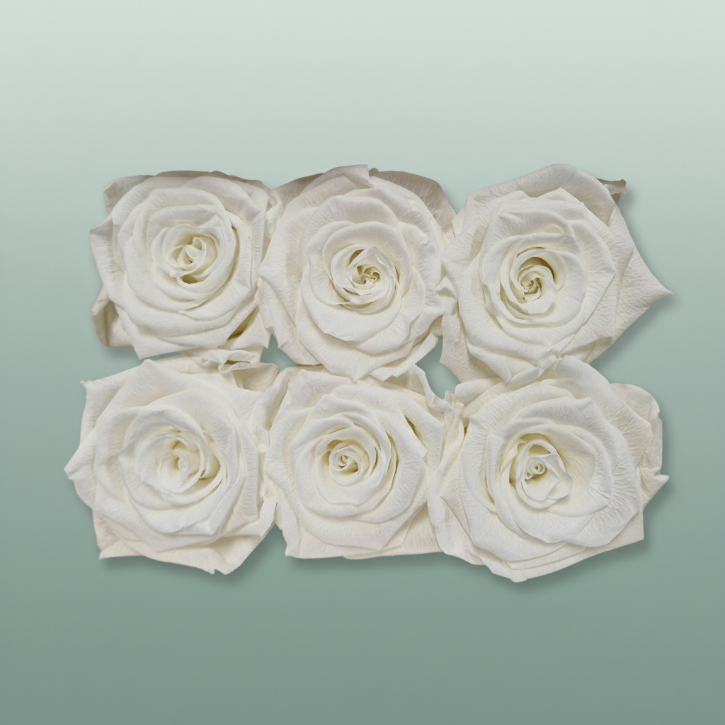 Rose Preserved Classic Ivory
