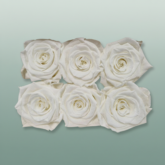 Rose Preserved Classic Ivory
