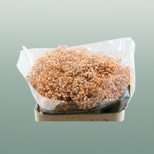 Gypsophila Dyed Peach