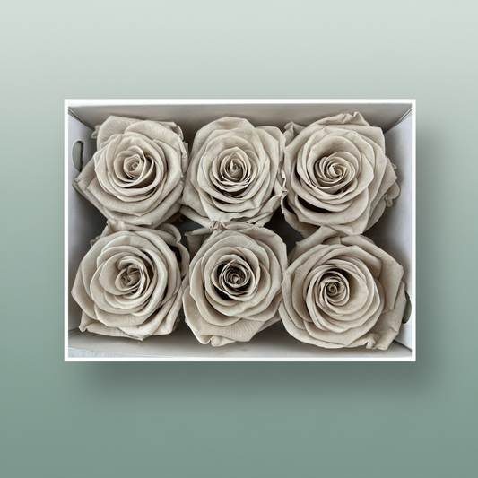 Rose Preserved Classic Sand