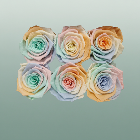 Rose Preserved Classic Rainbow Pastel