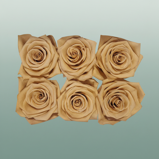 Rores Classic Apricot