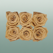 Rores Classic Apricot