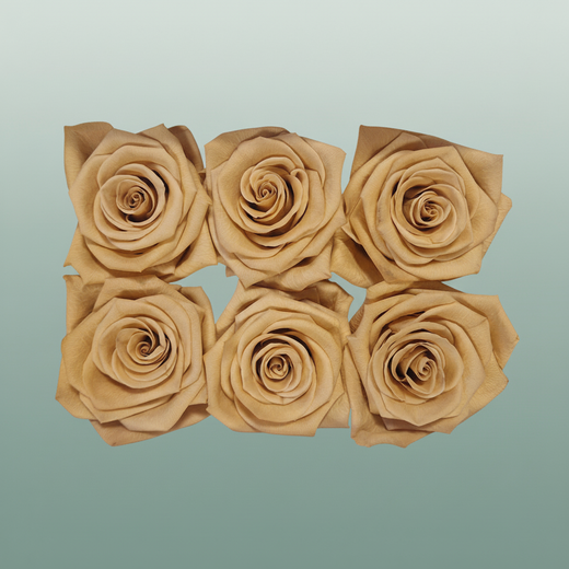 Rores Classic Apricot