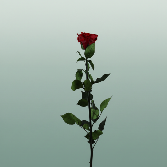 Rose Preserved Stem Red