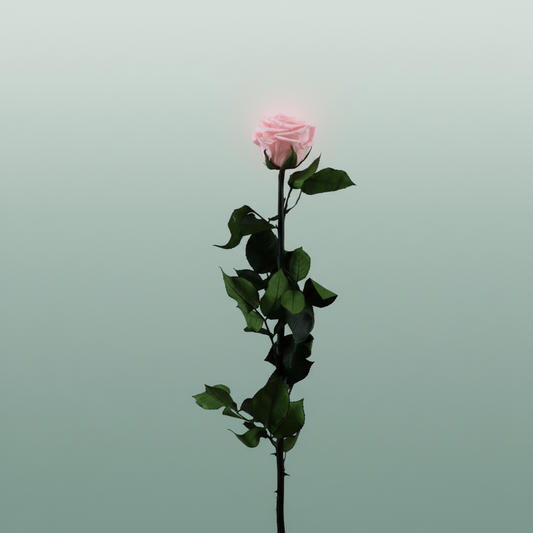 Rose Preserved Stem Pink Soft