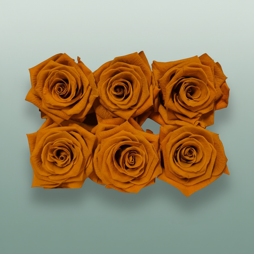 Rose Preserved Classic Orange Lime