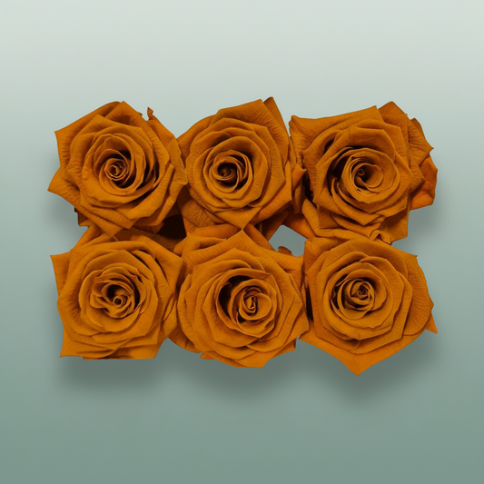 Rose Preserved Classic Orange Lime