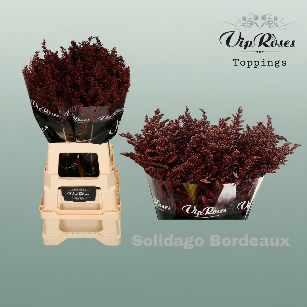Solidago Dyed Bordeaux