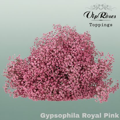 Gypsophila Dyed Royal Pink