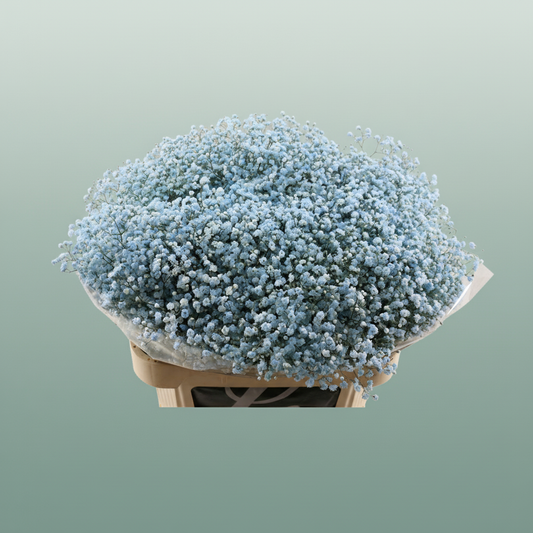Gypsophila Dyed Blue Light