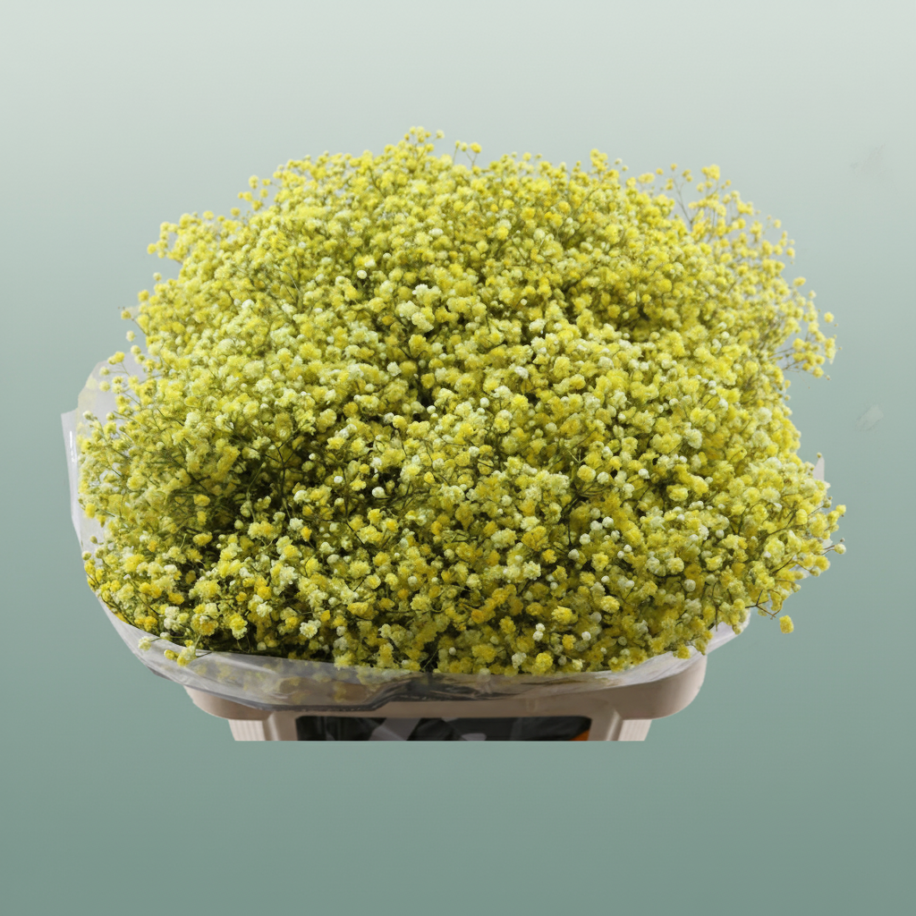 Gypsophila Dyed Yellow