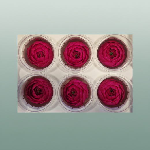Ran Pres Fuchsia