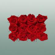 Rose Preserved Mini Red Light