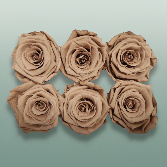 Rose Preserved Classic Latte