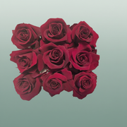Rose Preserved Mini Red