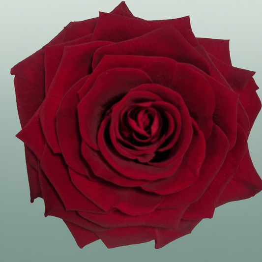 Rose Preserved Xl Red