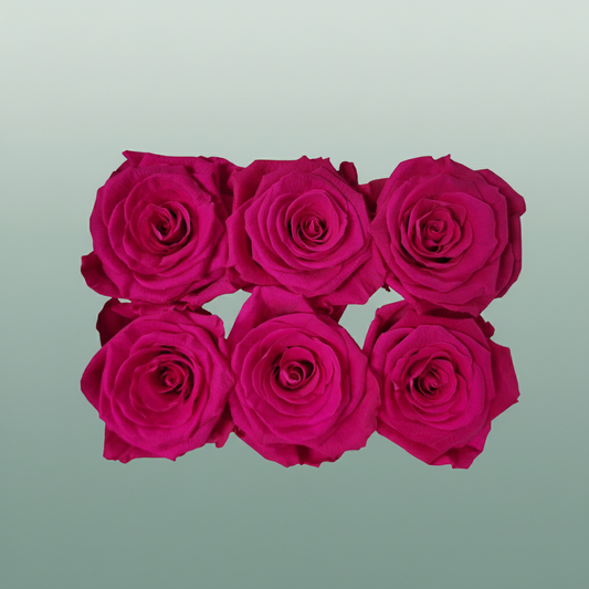 Rose Preserved Classic Fuchsia