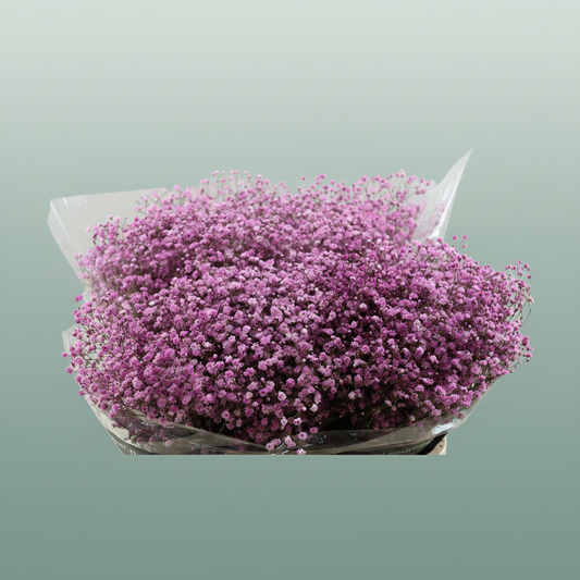 Gypsophila Dyed Pink Antique