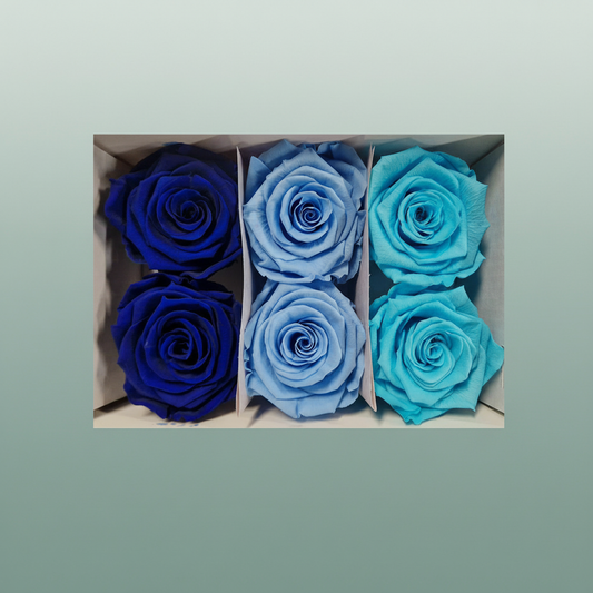 Rose Preserved Classic Mix Blue