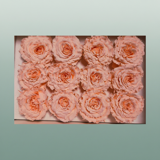 Rose Preserved Rom Mini Pink Soft