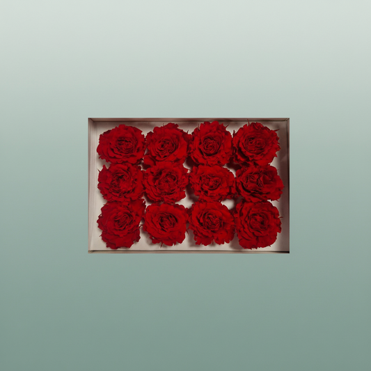 Rose Preserved Rom Mini Red Light