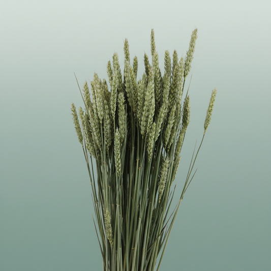 Dried Triticum (tarwe) Natural