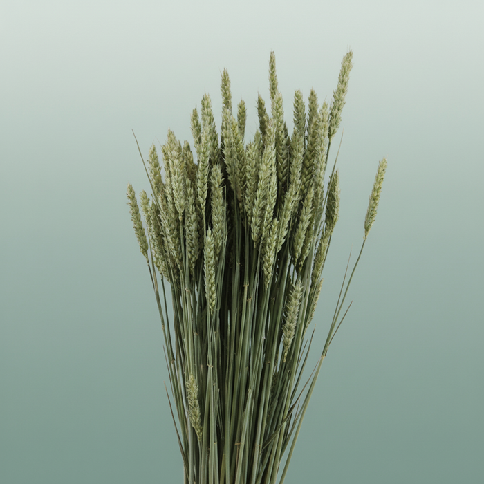 Dried Triticum (tarwe) Natural