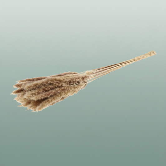 Dried Fluffy Pampas Naturel