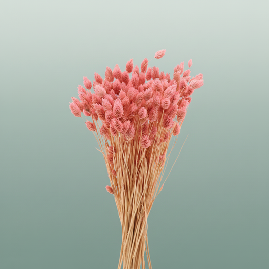Dried Phalaris Frosted L. Pink