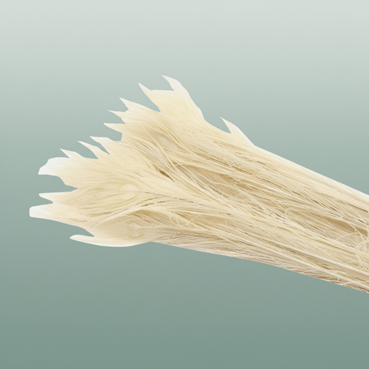 Feather Peacock Bleached White