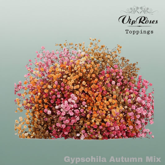 Gypsophila Dyed Autumn Mix