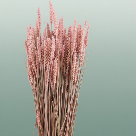 Dried Triticum Frosted Pink