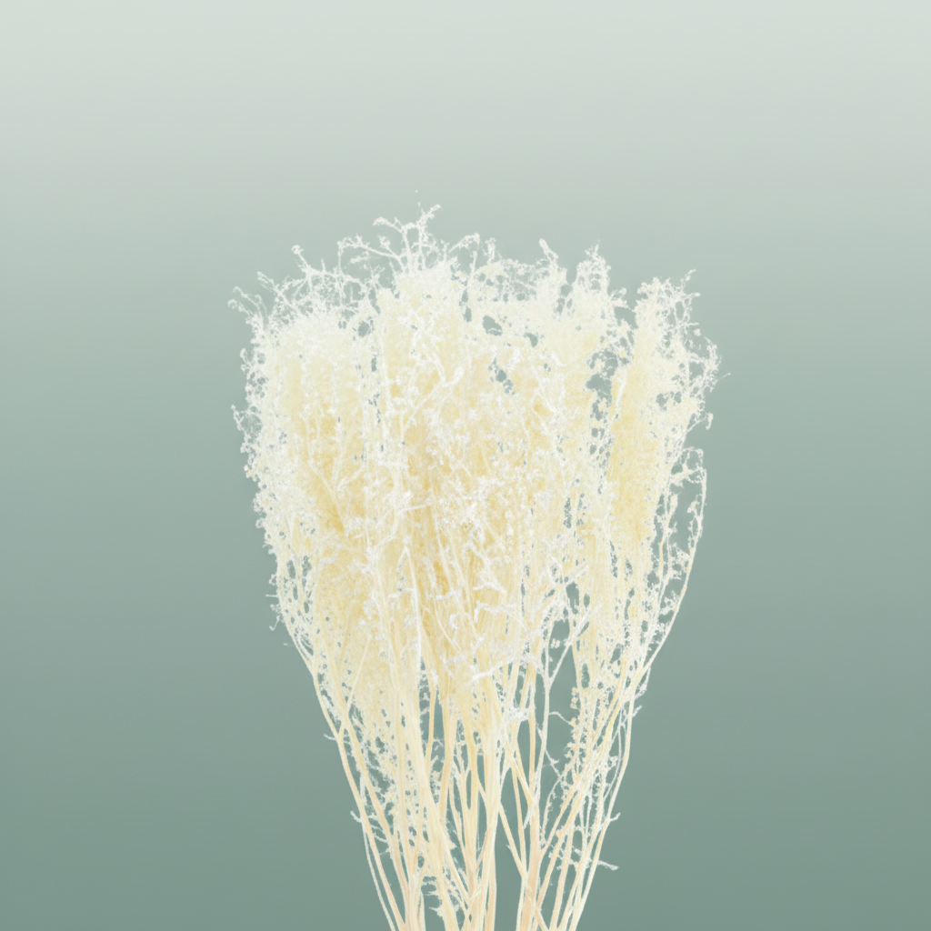 Pres Lepidium Thlaspi Bleached