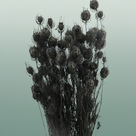 Dried Nigella Black